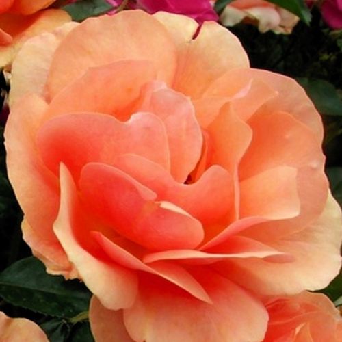 Rozenstruik - Webwinkel - Rosa Alison™ 2000 - zacht geurende roos - Stamroos - Bloemen in trossen  - oranje - Pflanzen-Kontorbossige kroonvorm - 0